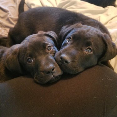 Two chocolate Labrador puppies