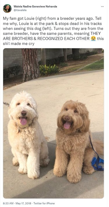 Screenshot from Twitter, sibling Labradoodles meet at the park