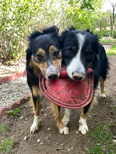 Two dogs sharing a frisbee