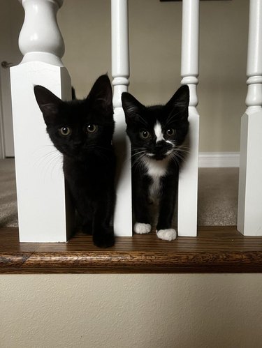 A black kitten and a black and white kitten look through stair banisters