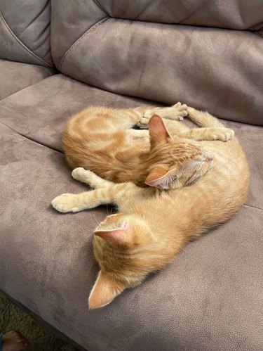 Two ginger kittens cuddling