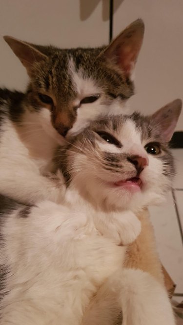 Cat appears to be choking a matching cat