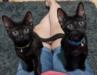 Matching black kittens with collars and bells