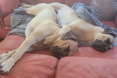 Mastiffs cuddling on couch