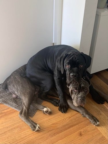 Black Mastiff laying on Brown Mastiff