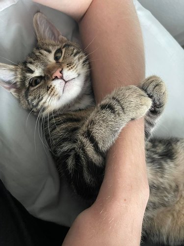 Cat holds person's arm close to them.