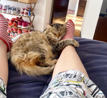Cat holds person's leg close to them.