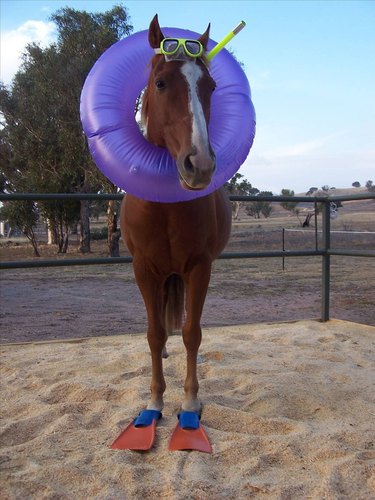 horse with pool floatie around neck