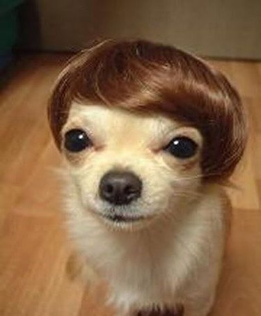 dog wearing man's toupee