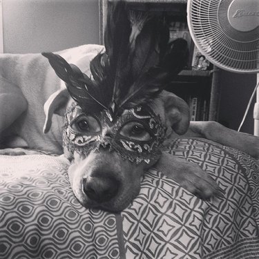 dog wearing carnival mask