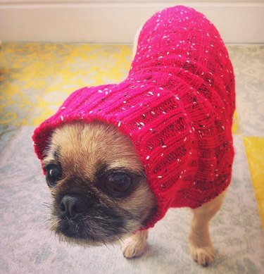 small dog in pink sweater