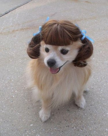 dog wearing wig with pig tails