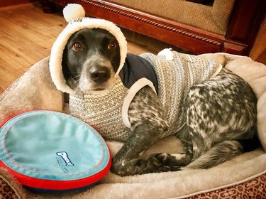 dog wearing hat and sweater