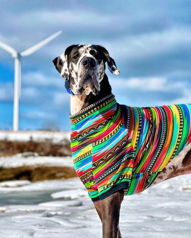 dog wearing colorful sweater