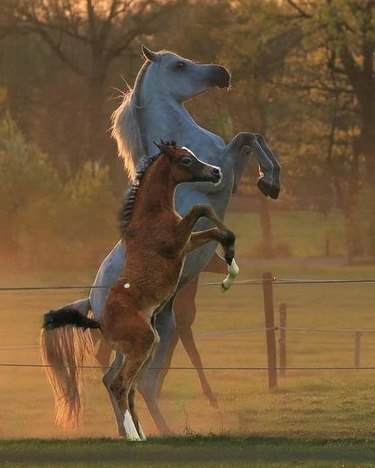 horses stand up at the same time