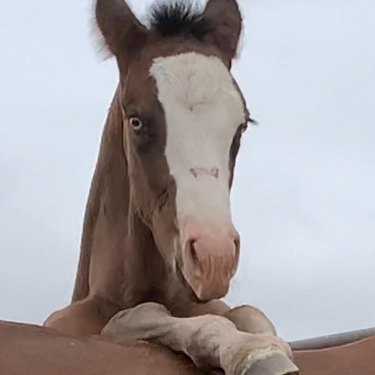 funny horse wants more apples