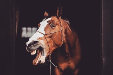 horse has funny reaction to food