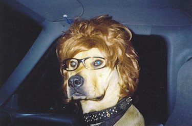 dog in car wearing wig