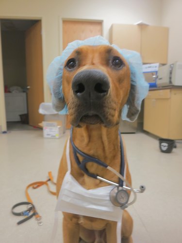 dog dressed as doctor