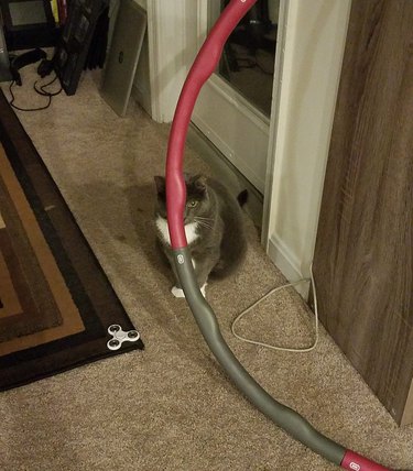 cat tries to hide behind hula hooop