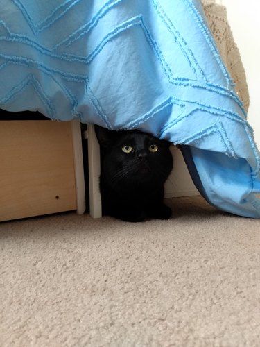 black cat hides under blanket