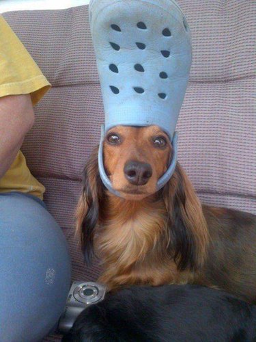 dog wearing croc shoe on head
