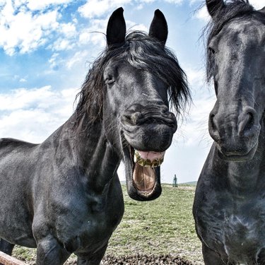 horse says hello with big smile