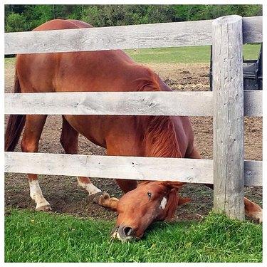 horse sticks head under fence