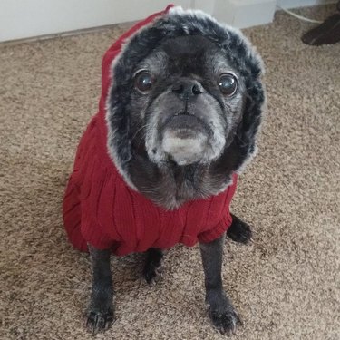 old dog wears red sweater like little miss riding hood