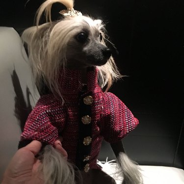 dog wearing cocktail dress