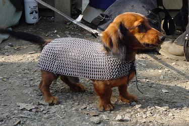 small dog in chainmail