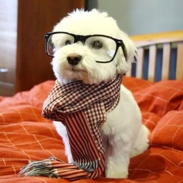 dog wearing glasses and scarf