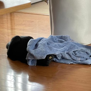 black cat hides under towel