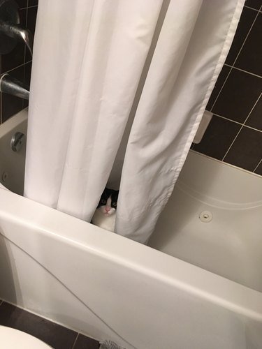 cat hides behind shower curtain