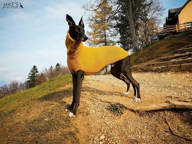 dog looks dapper in swweater