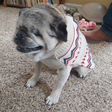 blind dog wearing cozy sweater