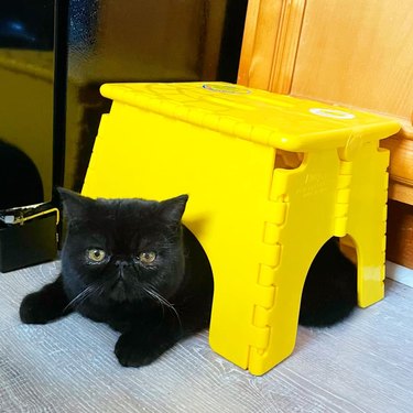 black cat hides under yellow step stool