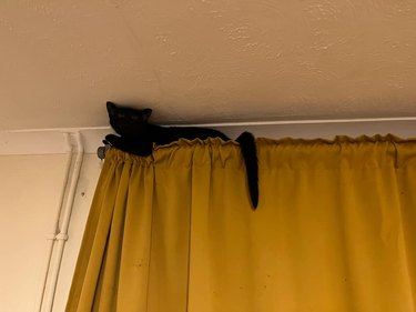 black cat hides on top of curtain rod