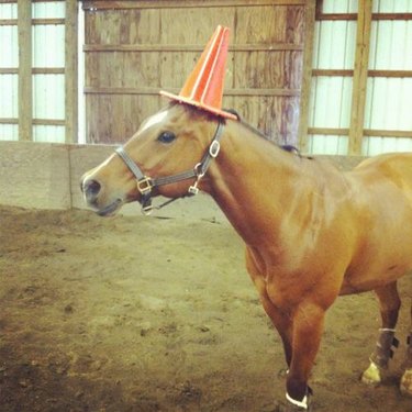 horse wears traffic cone on head