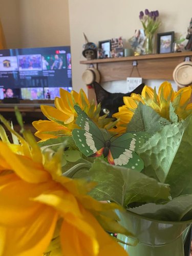 black cat hides behind sunflowers