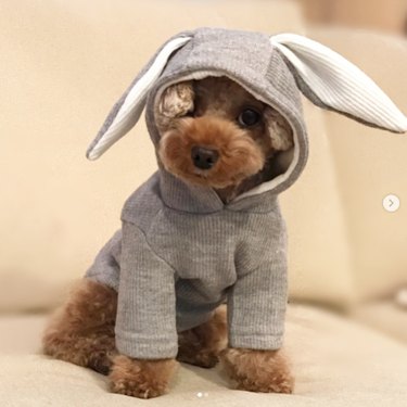 dog wearing sweater with bunny ears