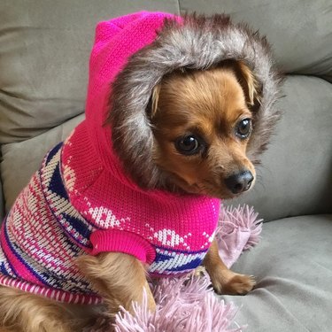 dog wearing parka sweater
