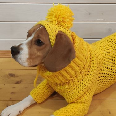 dog wearing yellow sweater