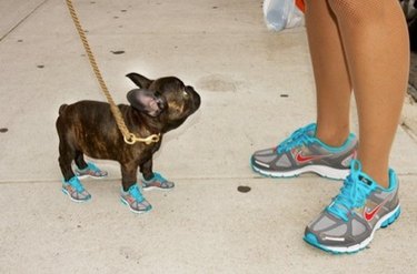 dog and woman are wearing similar sneakers