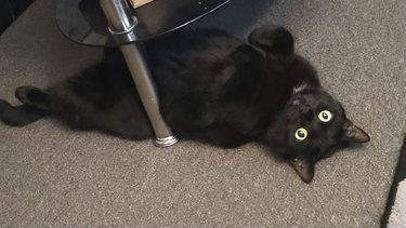 black cat isn't good at hiding under table