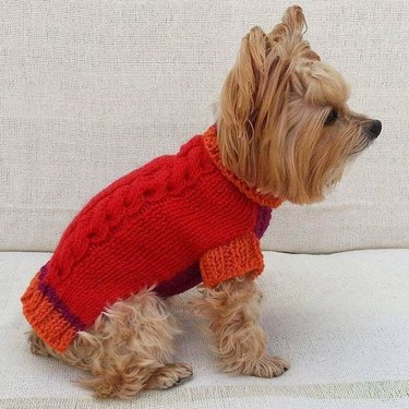 small dog wears sweater