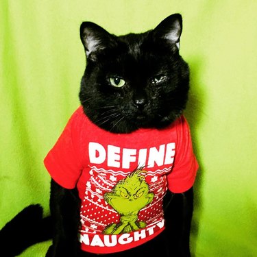 cat wearing t-shirt that says "Define Naughty"