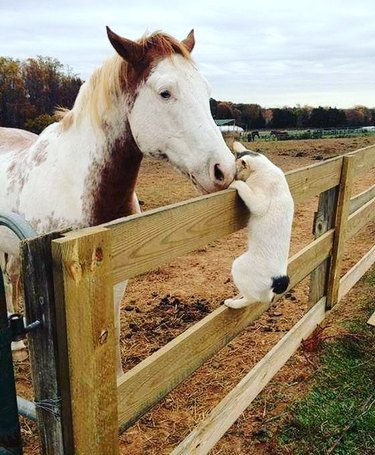 cat headbutt's horse