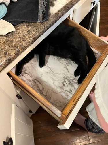 cat likes to hide in drawer where humans keep towels
