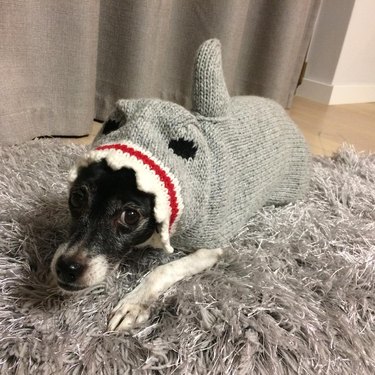 dog wearing shark sweater